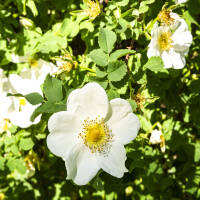 Bibernell-Rose C3
