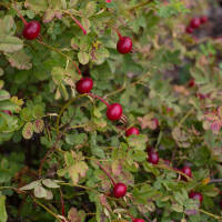 Bibernell-Rose C3