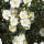 Bibernell-Rose C3