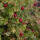 Bibernell-Rose C3