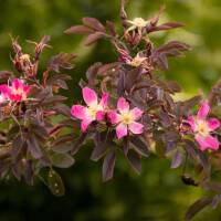 Hecht-Rose C3