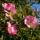 Wein-Rose C3