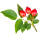 Hunds-Rose C3