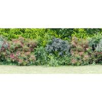 Hunds-Rose 80-100cm