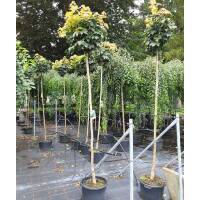 Kugel-Ahorn Globosum Stammhöhe 150cm | 6-8cm Stammumfang im Co