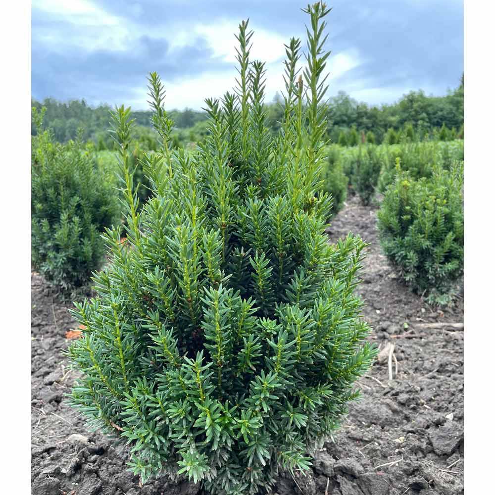 Taxus baccata 'Hillii'  Immergrne Eibe fr Hecken & Garten, 7,50