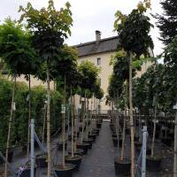 Kugel-Ahorn Globosum Stammhöhe 220cm | 8-10cm...