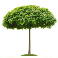 Kugel-Trompetenbaum Nana Stammhöhe 150cm | 8-10cm Stammumfang im Co