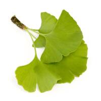 Kugel-Ginkgobaum Mariken Stammhöhe 150cm im Co