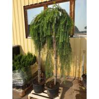 Japanische Hänge-Lärche Stiff Weeper Halbstamm Stammhöhe 150cm