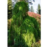 Japanische Hänge-Lärche Stiff Weeper Stammhöhe 120cm