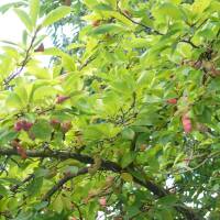 Kobus-Magnolie Hochstamm | 8-10cm Stammumfang mB