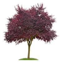 Blut-Pflaume Stammhöhe 220cm | 8-10cm Stammumfang im Co