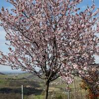 Blut-Pflaume Stammhöhe 220cm | 8-10cm Stammumfang im Co