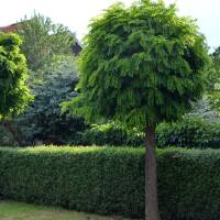 Kugel-Akazie Umbraculifera Stammhöhe 220cm | 8-10cm...