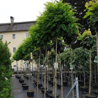 Kugel-Akazie Umbraculifera Stammhöhe 220cm | 8-10cm...