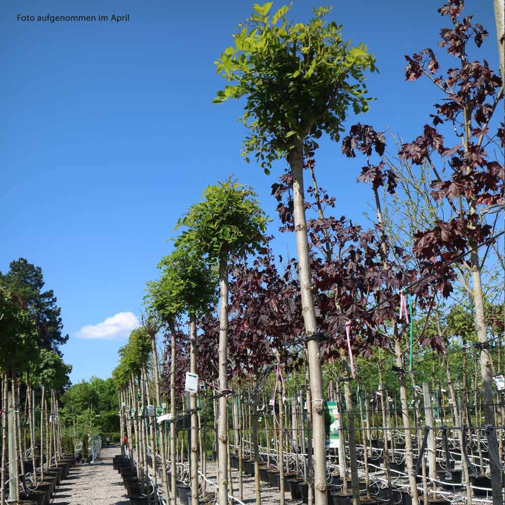 Kugel-Akazie 'Umbraculifera' Stammhhe 220cm | 12-14cm Stammumfang im Co