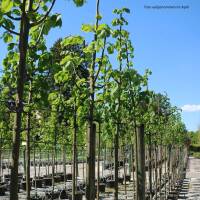 Stadt-Linde Greenspire Hochstamm | 10-12cm Stammumfang im Co