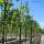Stadt-Linde Greenspire Hochstamm | 10-12cm Stammumfang im Co