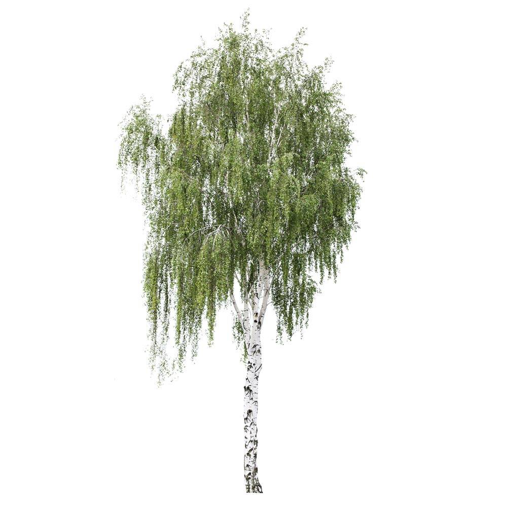 Heimische Birke Hochstamm | 8-10cm Stammumfang am Ballen online beste,  161,03