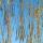 Heimische Birke 150-200cm am Ballen