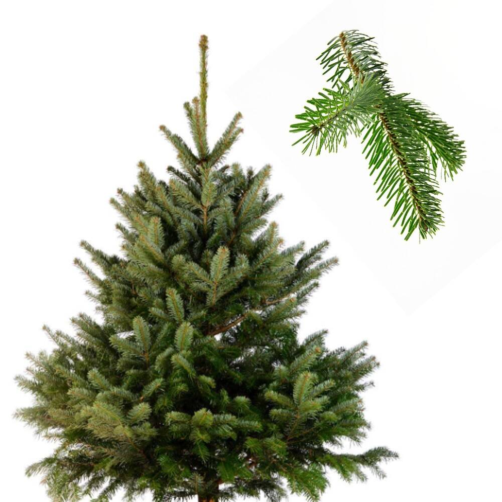 Nordmann's Tanne 150-175cm am Ballen online bestellen und liefern las,  215,56