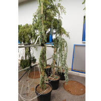 Hängende Blauzeder Glauca Pendula 175-200cm im Co