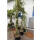 Hängende Blauzeder Glauca Pendula 175-200cm im Co