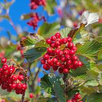 Echte Mehlbeere Hochstamm | Stammumfang 12-14cm