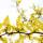 Gold-Gleditschie Sunburst  Hochstamm | Stammumfang 10-12cm
