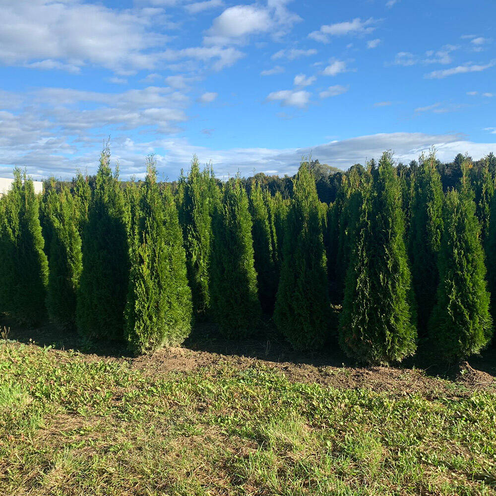 Thuja 'Smaragd' 275-300cm online bestellen und liefern lassen, 75,53