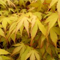 Fächerahorn Katsura 80-100cm im 5l Topf