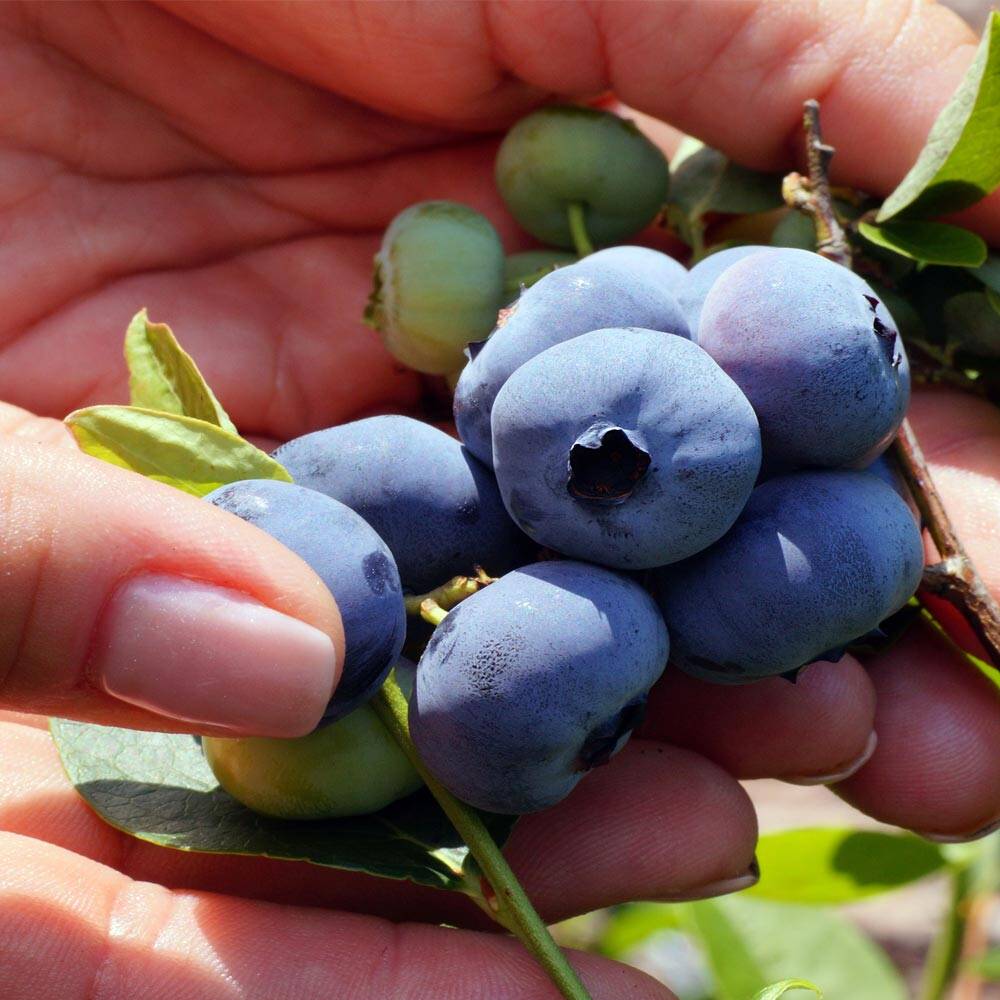 Heidelbeere 'Liberty'  Groe, se Beeren, winterhart & pflegeleicht, 9,41