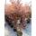 Fächerahorn Skeeters Broom 80-100cm