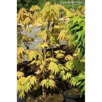 Japanischer Goldahorn Autumn Moon 60-70cm