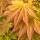 Japanischer Goldahorn Autumn Moon 60-70cm