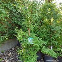 Sternchenstrauch Pride of Rochester 80-100cm