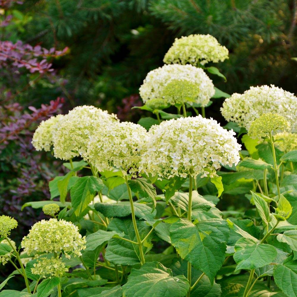 Schneeball-Hortensie 'Annabelle' liefern lassen, 86,22 €
