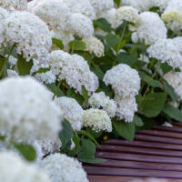 Schneeball-Hortensie Annabelle 80-100cm