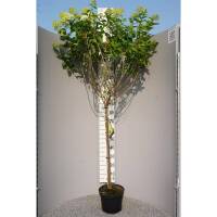 Rispen-Hortensie Limelight Stammhöhe 90cm