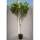 Rispen-Hortensie Limelight Stammhöhe 90cm