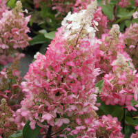 Rispen-Hortensie Pinky Winky® auf Stamm 90cm