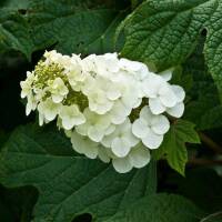 Eichenblatt-Hortensie Snowqueen 60-80cm
