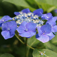 Teller-Hortensie Blau im 7,5l Topf