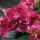 Teller-Hortensie Teller Rosa im 7,5l Topf