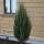 Blauer Raketenwacholder Blue Arrow 100+cm