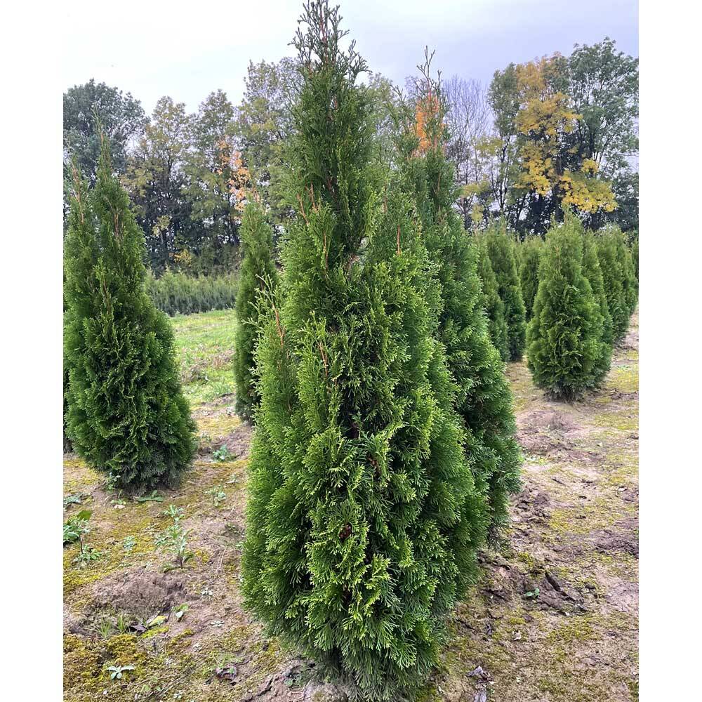 Thuja 'Smaragd' online bestellen und liefern lassen, 31,26
