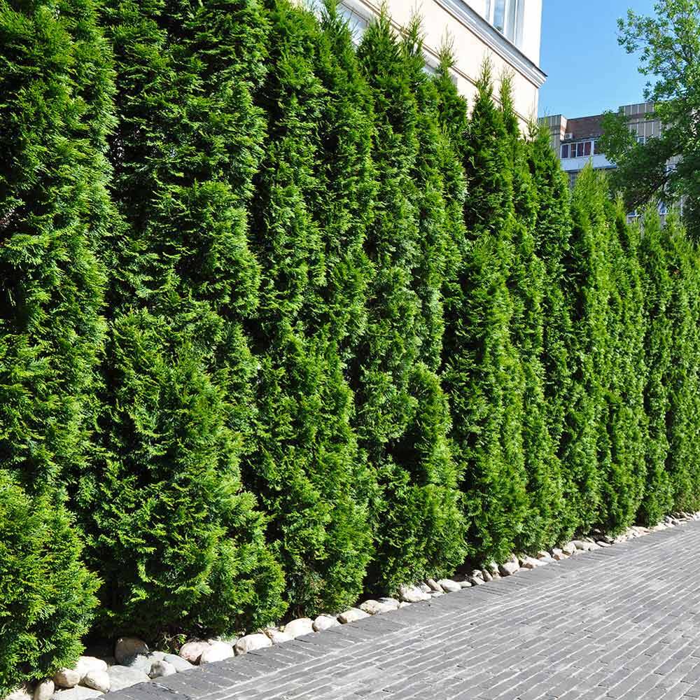 thuja smaragd spirale Thuja Smaragd Spiral