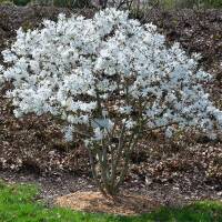 Stern-Magnolie 80-100cm