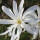Stern-Magnolie 80-100cm